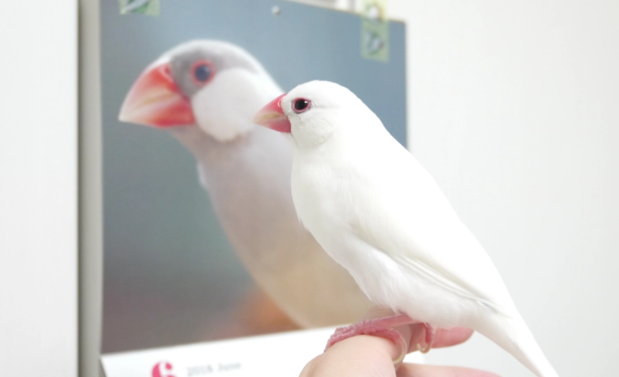 白文鳥飼養