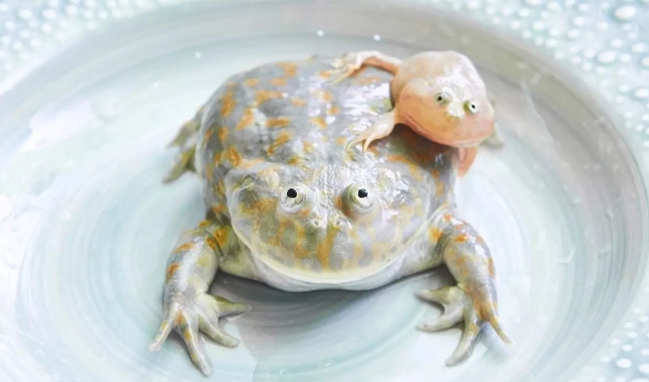 小丑蛙不吃東西