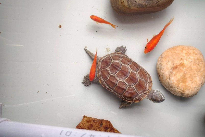 烏龜飼料推薦 烏龜飼料推薦
