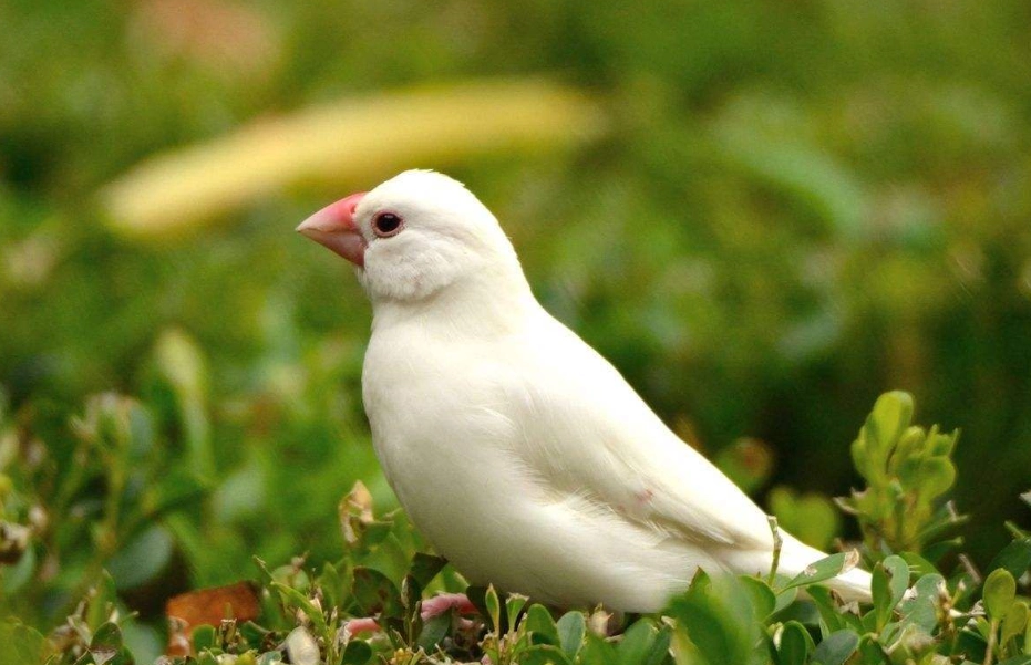 白文鳥飼養