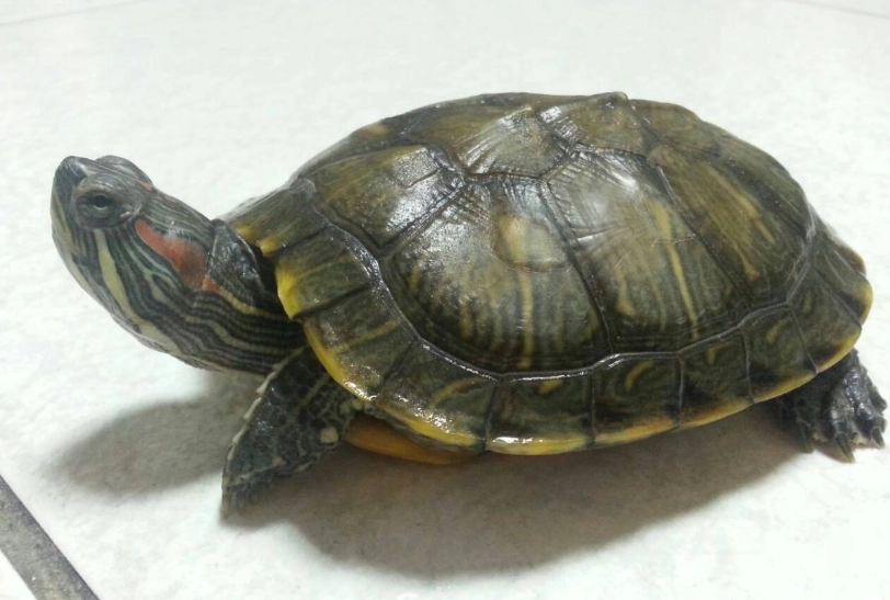 澤龜種類