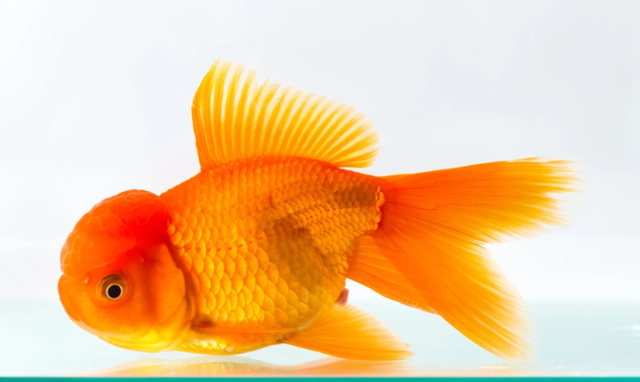 獅頭金魚飼養 獅頭金魚飼養