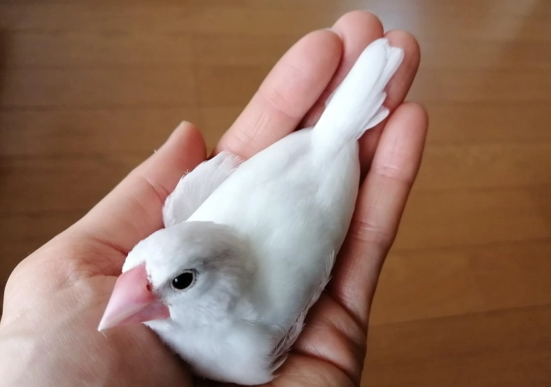 白文鳥配對