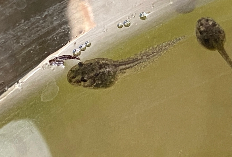 蝌蚪飼養