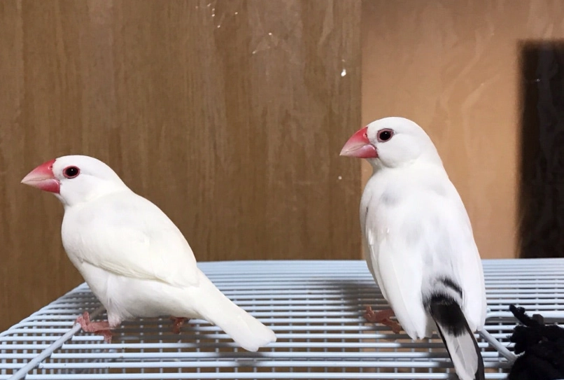 白文鳥飼養