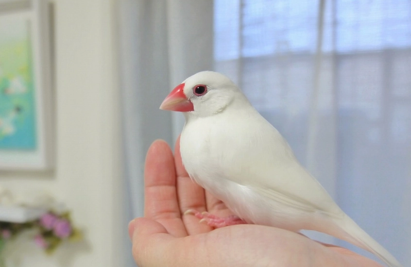 白文鳥配對