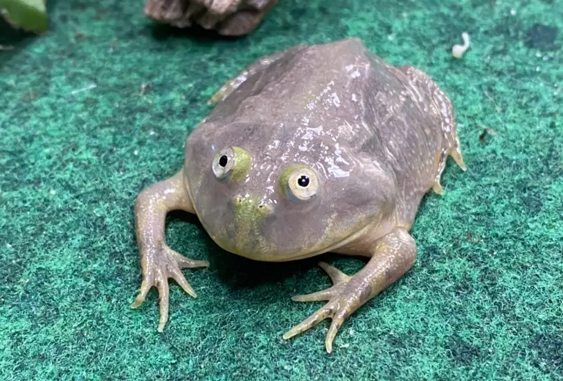 角蛙飼養環境