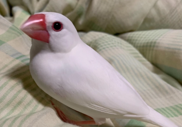白文鳥飼養