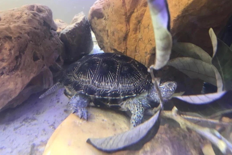 澤龜飼養環境