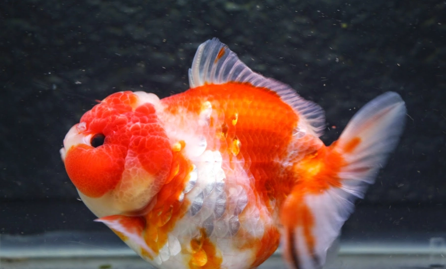 金魚頭瘤 金魚頭瘤