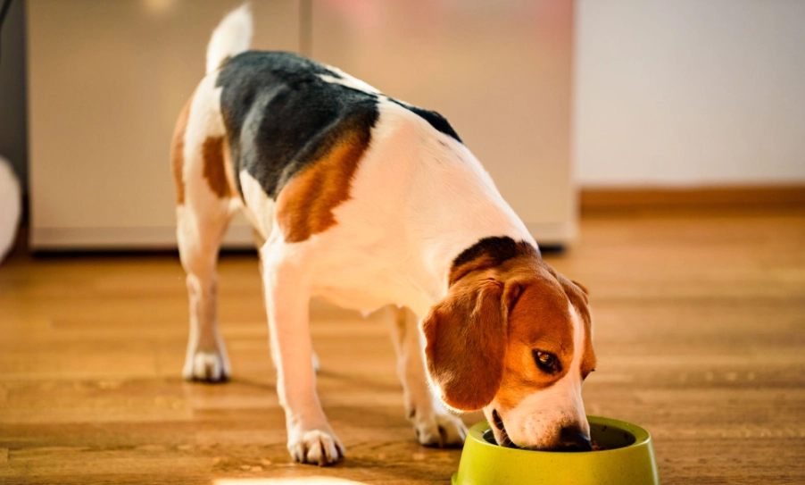 狗狗誤食毒菇症狀 狗狗誤食毒菇症狀