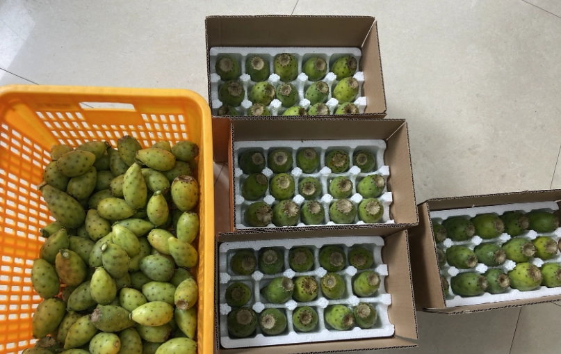 蛋黃果種植 蛋黃果種植