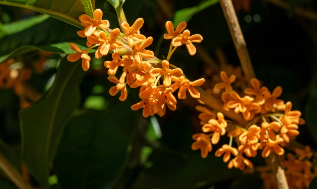 桂花化痰