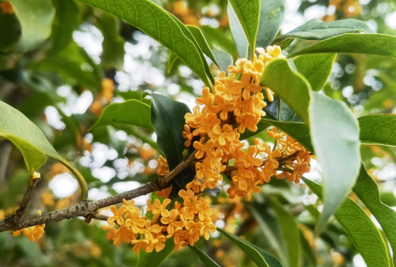 桂花茶禁忌