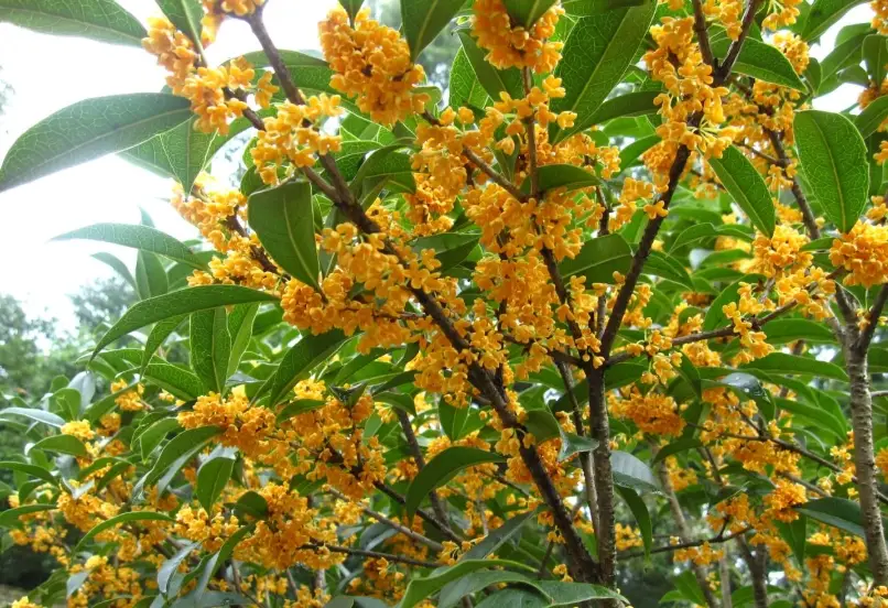 桂花化痰