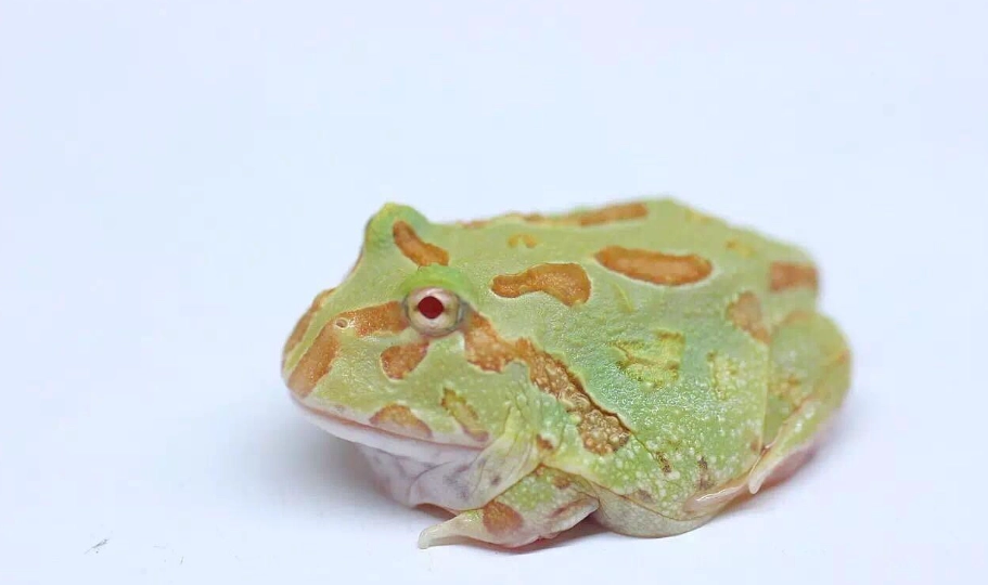 角蛙可以活多久