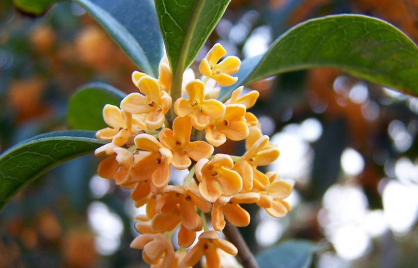 桂花化痰