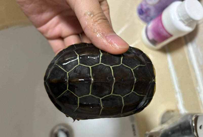 烏龜不吃東西