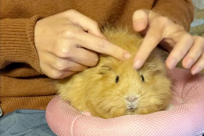 天竺鼠臨終症狀