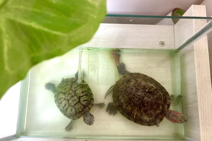 烏龜眼睛腫