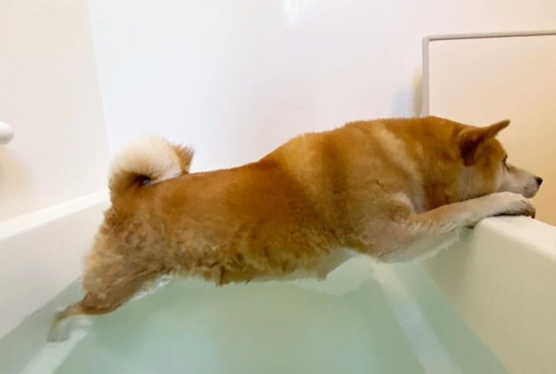 柴犬洗澡頻率