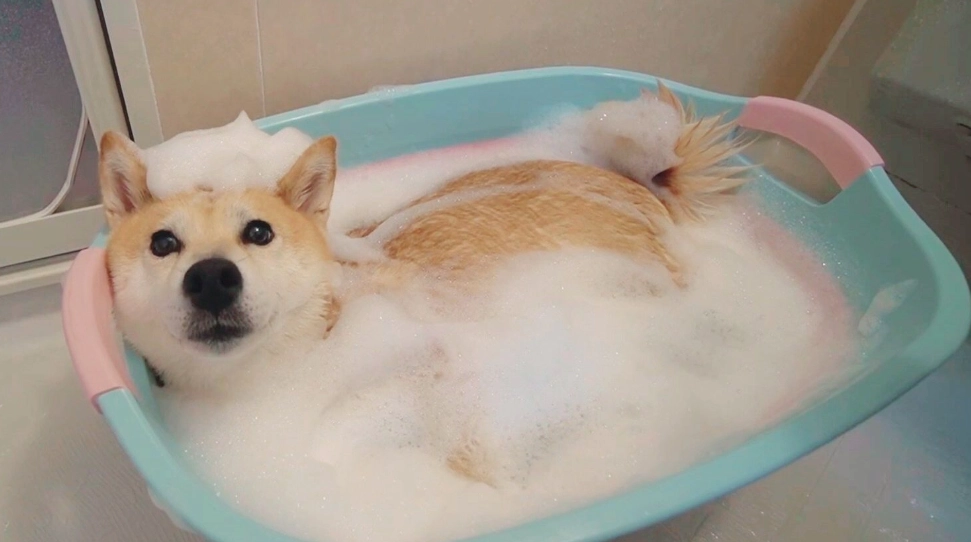 柴犬吹毛