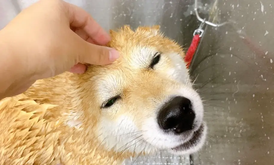 柴犬吹毛