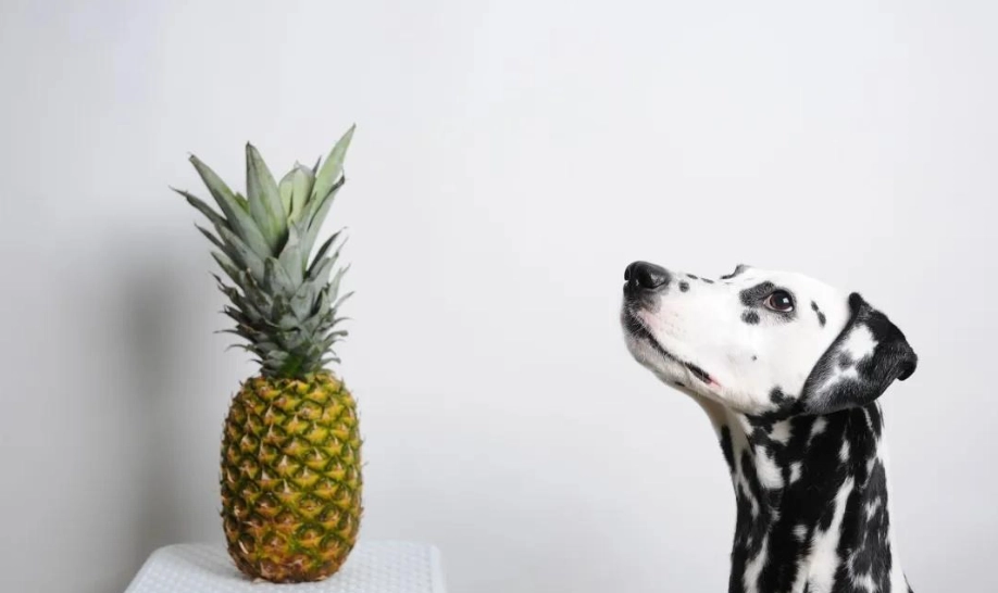 狗狗鳳梨份量