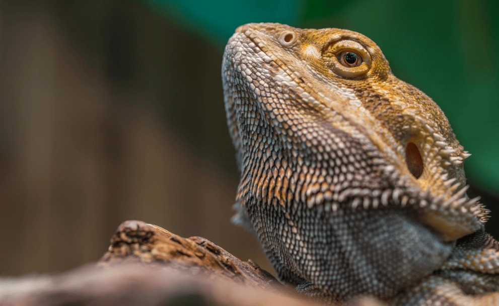 鬆獅蜥飼養溫度 鬆獅蜥飼養溫度