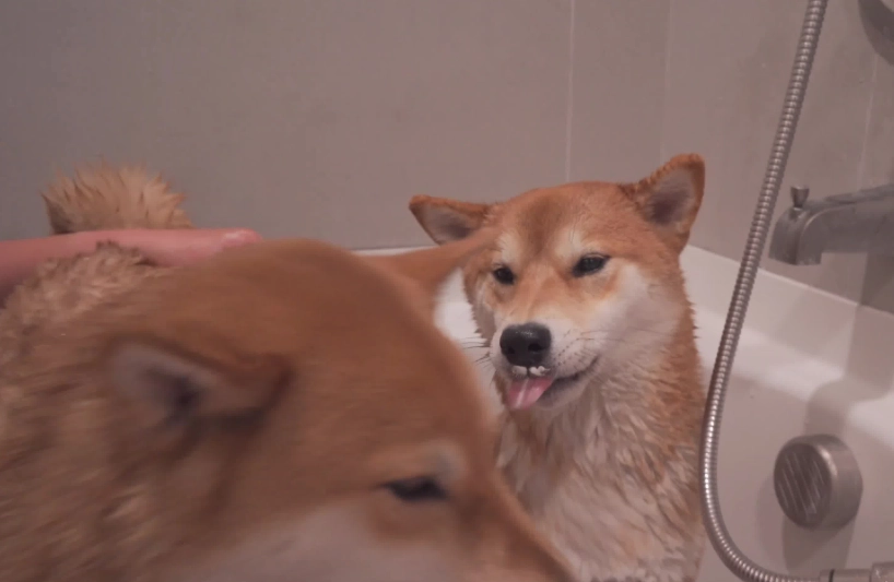 柴犬吹毛