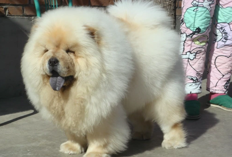 鬆獅犬個性 鬆獅犬個性