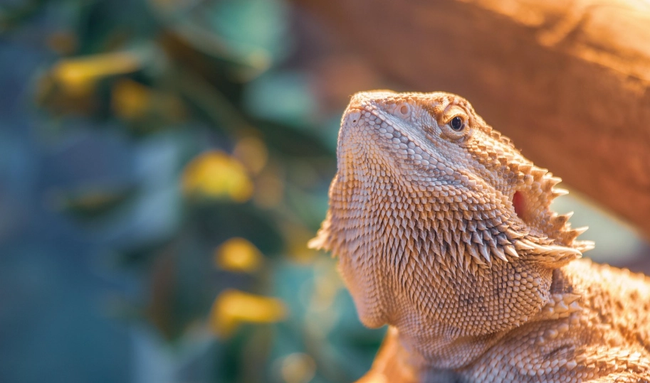 鬆獅蜥飼養溫度 鬆獅蜥飼養溫度