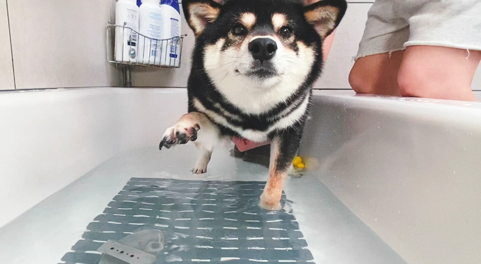 柴犬洗澡頻率