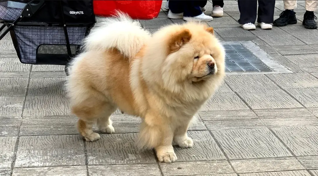 鬆獅犬飼養 鬆獅犬飼養