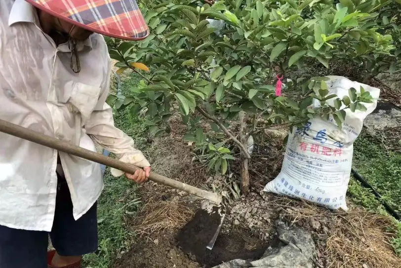 芭樂籽 便秘