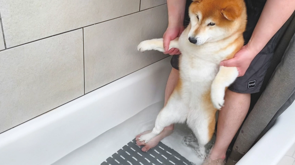 柴犬洗澡頻率