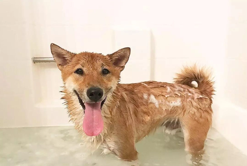 柴犬洗澡頻率