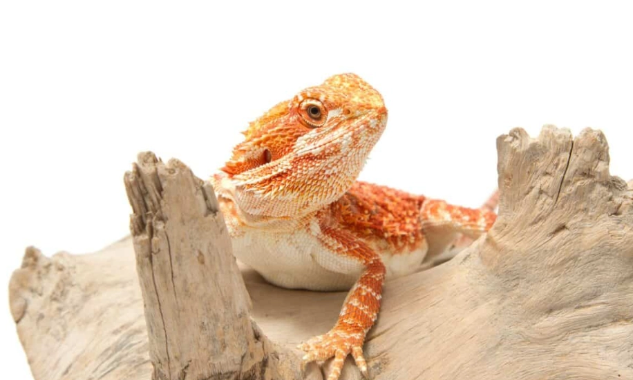 鬆獅蜥溫度
