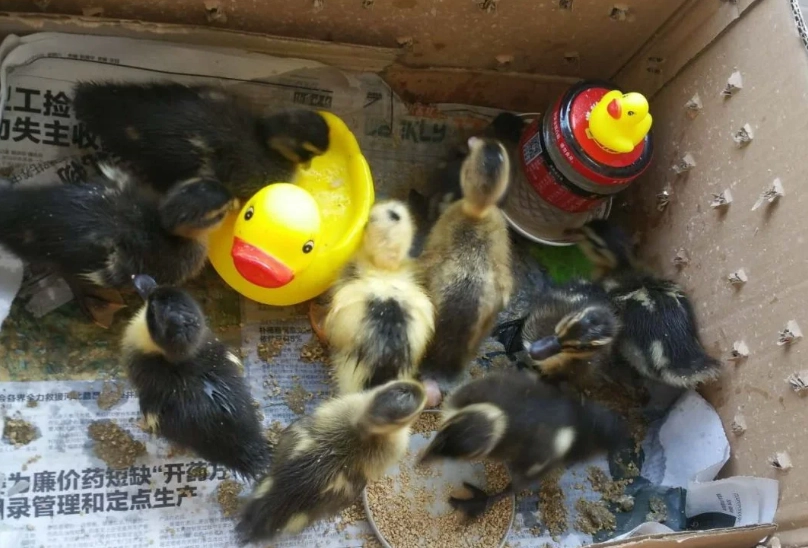 柯爾鴨飼養