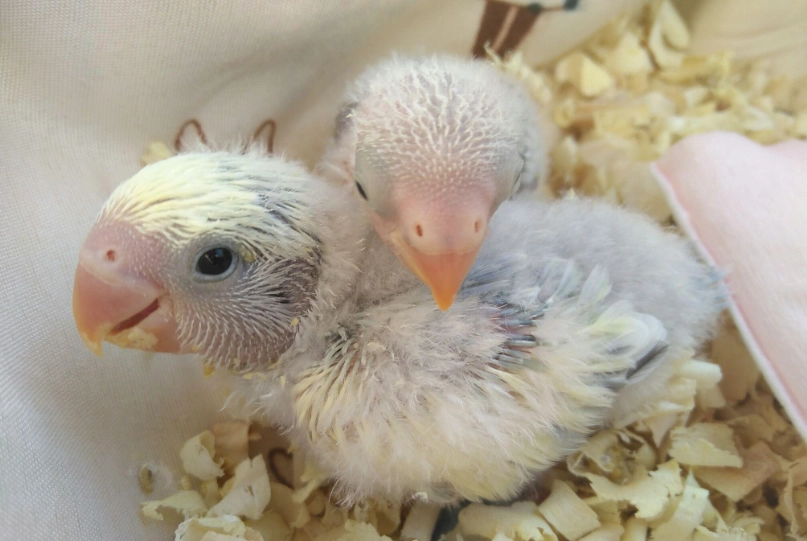 小鸚鵡飼養