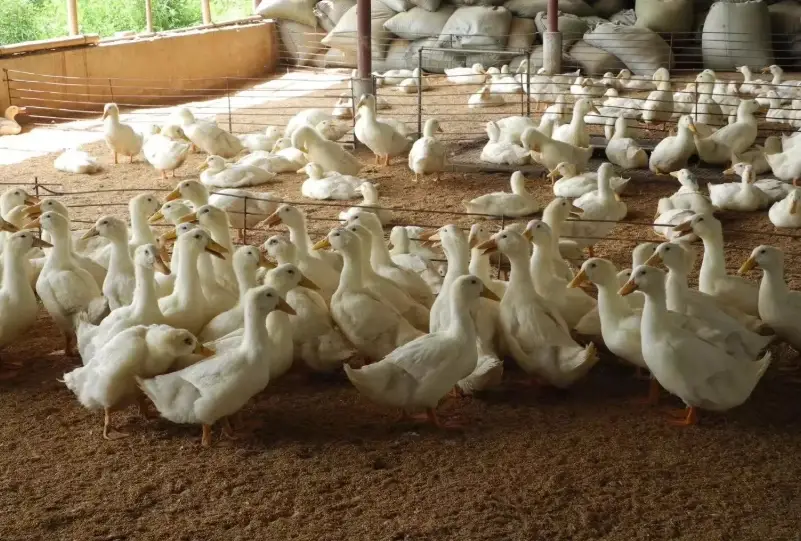 柯爾鴨飼養