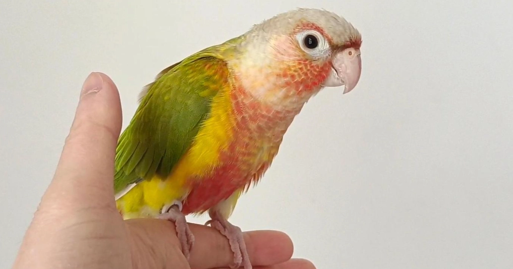 小鸚鵡飼養