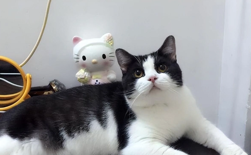 黑白貓 黑白貓
