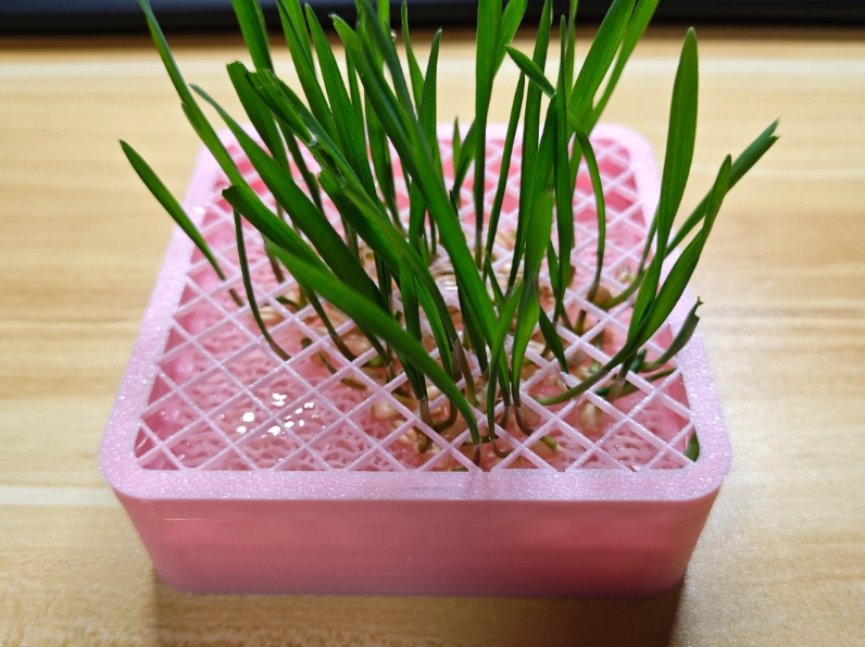 水耕貓草發霉 水耕貓草發霉