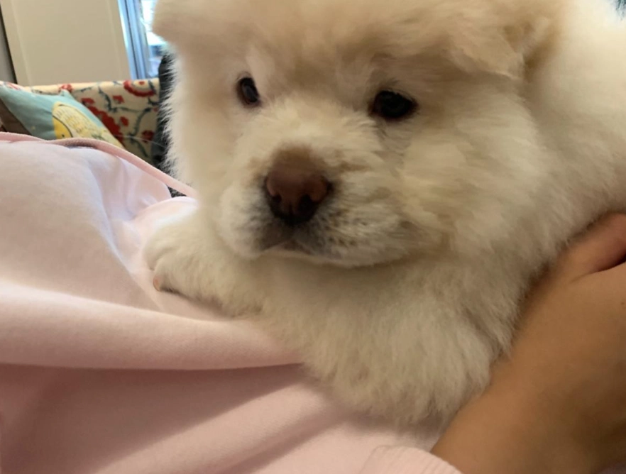 鬆獅犬缺點