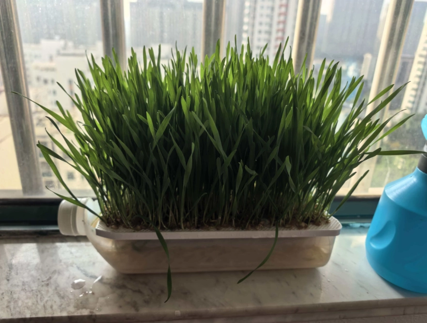 貓草種植方法 貓草種植方法