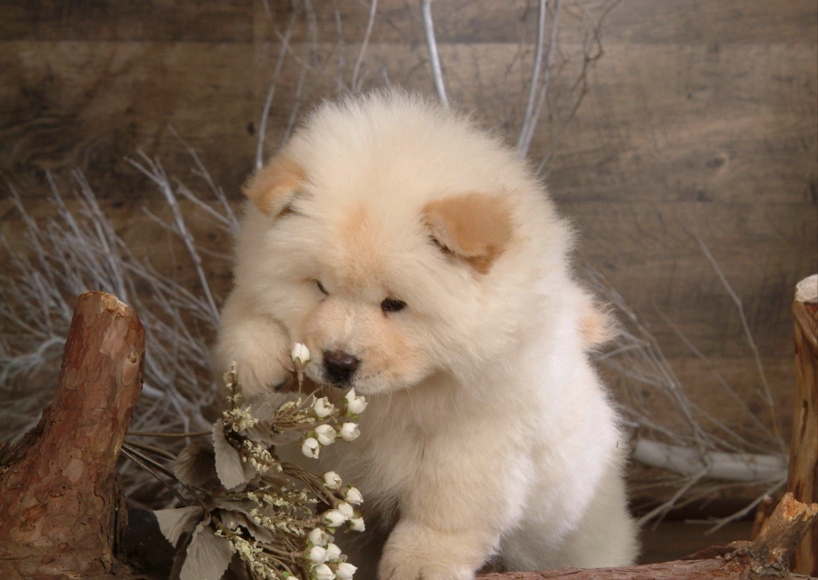 鬆獅犬缺點
