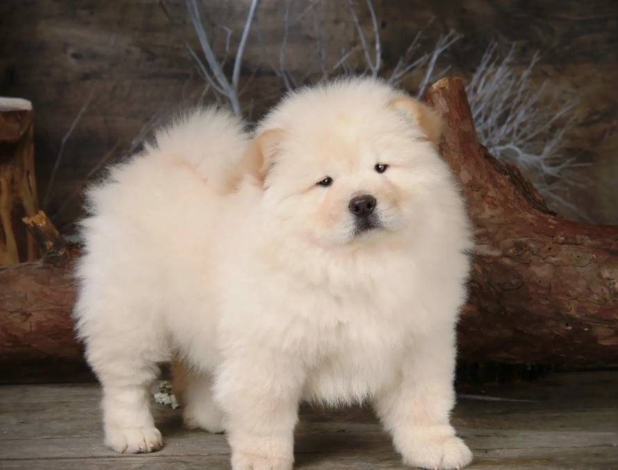 鬆獅犬飼養花費