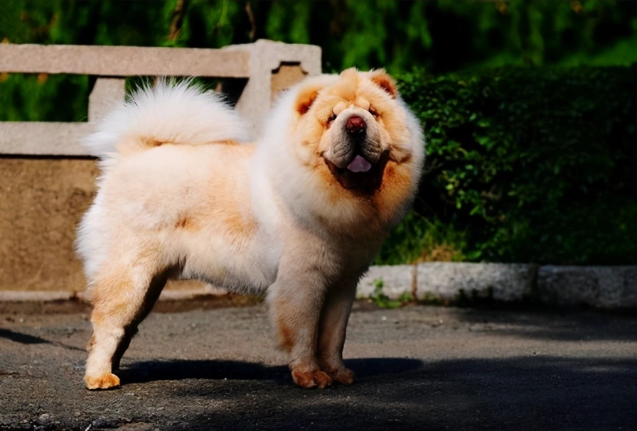 鬆獅犬飼養花費
