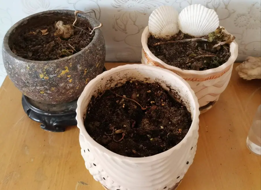 水耕貓草發霉 水耕貓草發霉